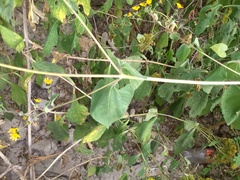 Simsia lagasceiformis