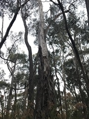 Eucalyptus rubida