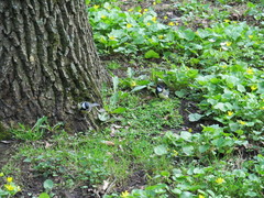 Parus major