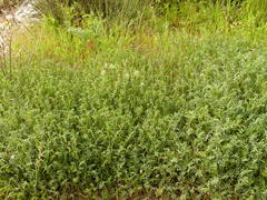 Onobrychis caput-galli