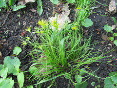 Gagea minima