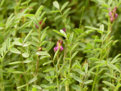 Onobrychis caput-galli