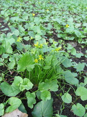 Gagea minima