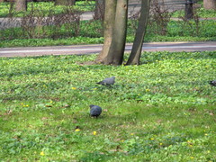 Columba palumbus