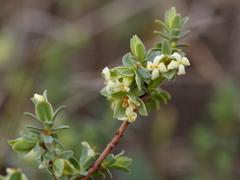Pimelea spinescens spinescens