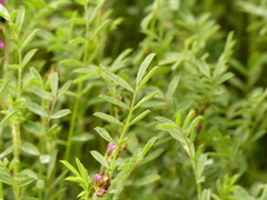 Onobrychis caput-galli