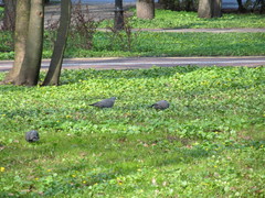 Columba palumbus