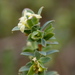 Pimelea spinescens - Photo (c) Lorraine Phelan, algunos derechos reservados (CC BY-NC), subido por Lorraine Phelan