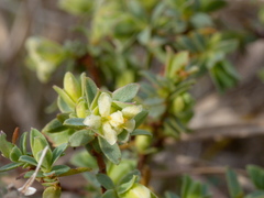 Pimelea spinescens spinescens