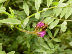 Onobrychis caput-galli