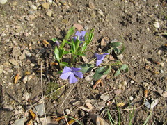 Vinca minor