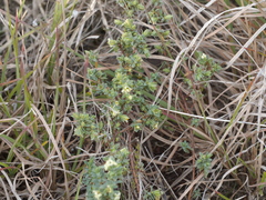 Pimelea spinescens spinescens