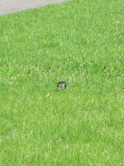 Sturnus vulgaris