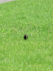 Sturnus vulgaris