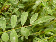 Onobrychis caput-galli