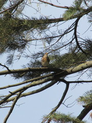 Turdus pilaris