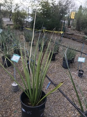 Hesperaloe funifera