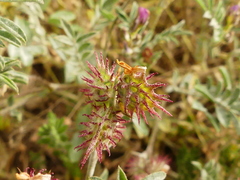 Onobrychis caput-galli