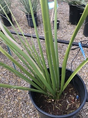 Hesperaloe funifera