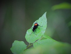 Calopompilus maculipennis