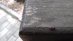 Crematogaster schmidti