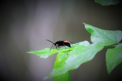 Calopompilus maculipennis