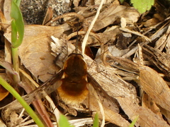 Bombylius medius