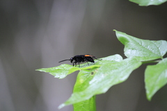 Calopompilus maculipennis