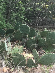 Opuntia engelmannii engelmannii