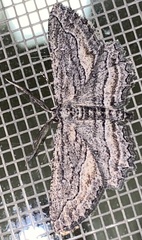 Aethaloida packardaria