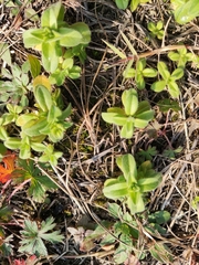 Cerastium glomeratum