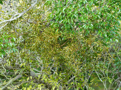Viscum ovalifolium