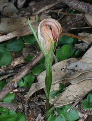 Pterostylis truncata