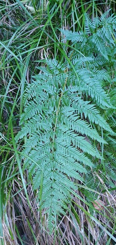 Pteris tremula