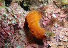 Aplidium elegans