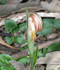 Pterostylis truncata