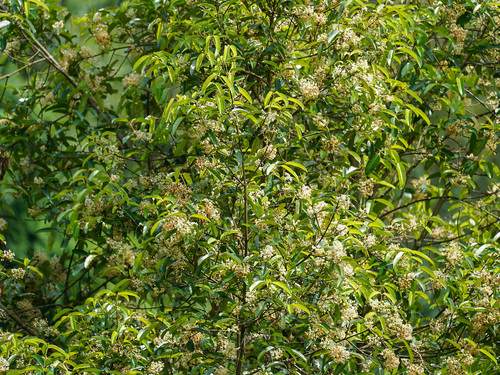 Olebtaches (Calophyllum soulattri)