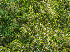 Calophyllum soulattri
