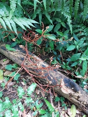 Erythrorchis altissima