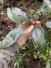 Alangium polyosmoides tomentosum