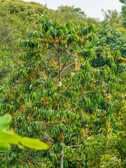 Red Bloodwood (Horsfieldia irya)