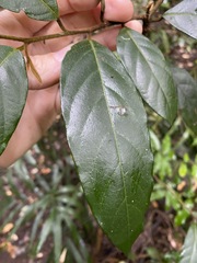 Alangium polyosmoides tomentosum