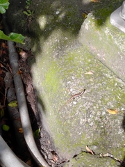 Sphenomorphus indicus