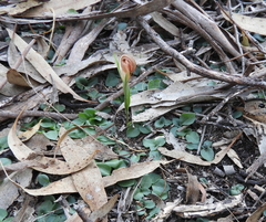 Pterostylis truncata
