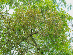 Viscum ovalifolium
