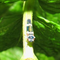 Macugonalia leucomelas