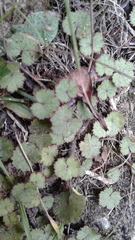 Hydrocotyle moschata moschata