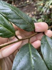 Alangium polyosmoides tomentosum