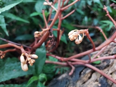 Erythrorchis altissima