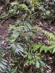 Alangium polyosmoides tomentosum